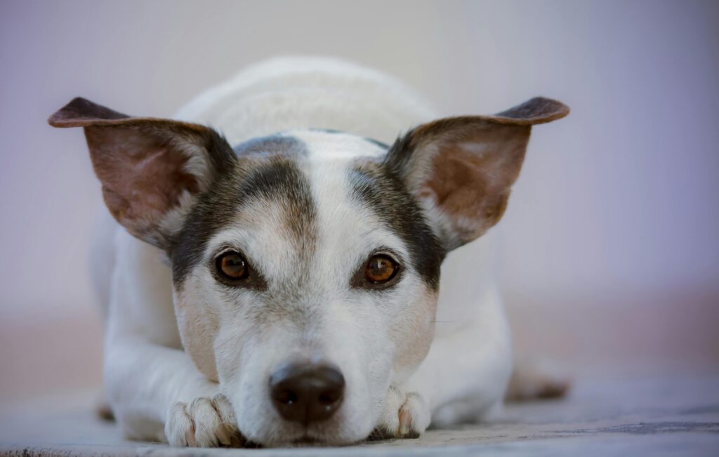 acting-dogs-in-movies-and-tv07
