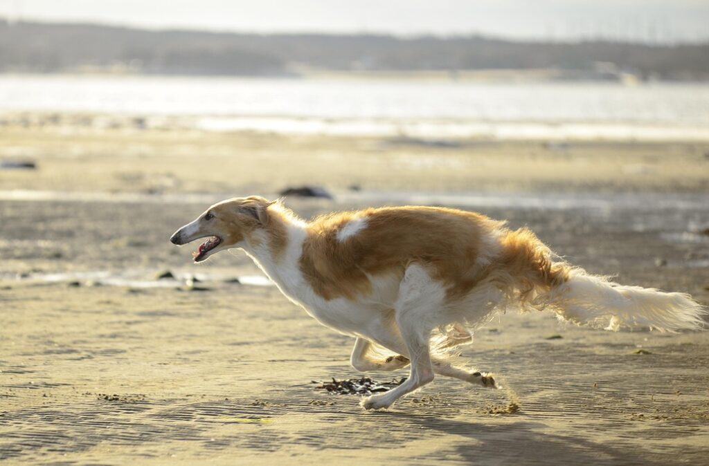 hunting-dogs-role04