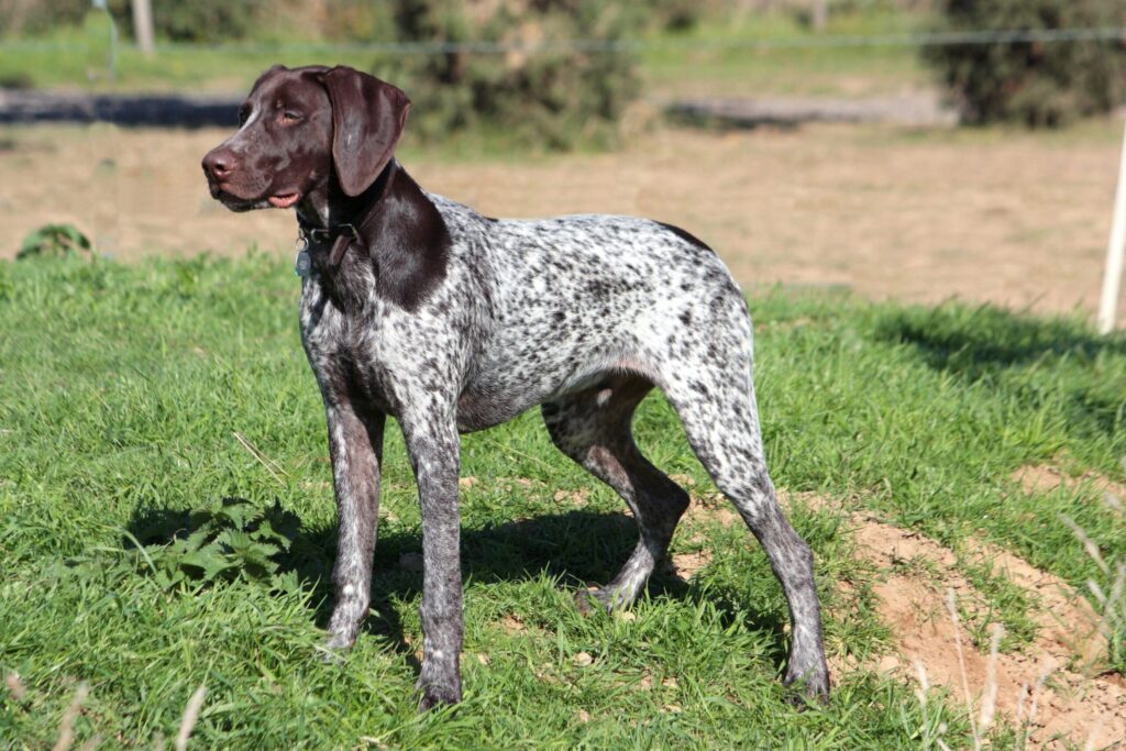 hunting-dogs-role02