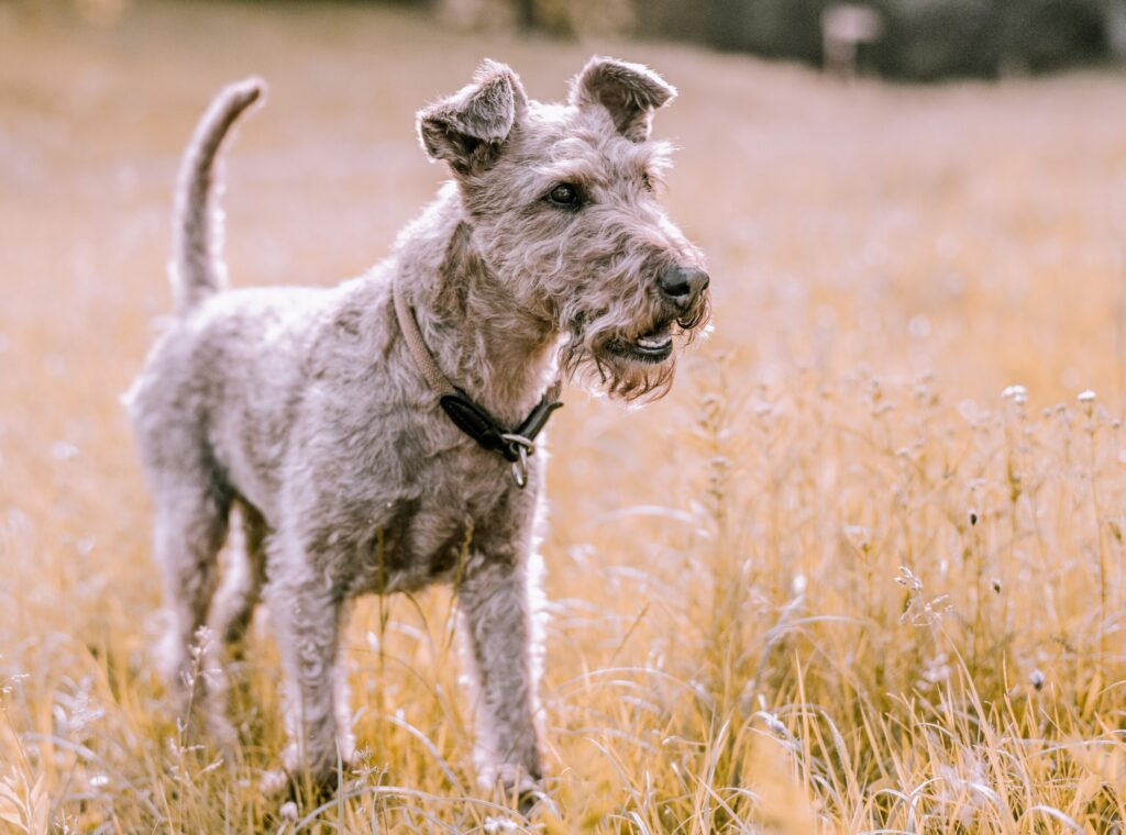 hunting-dogs-role05