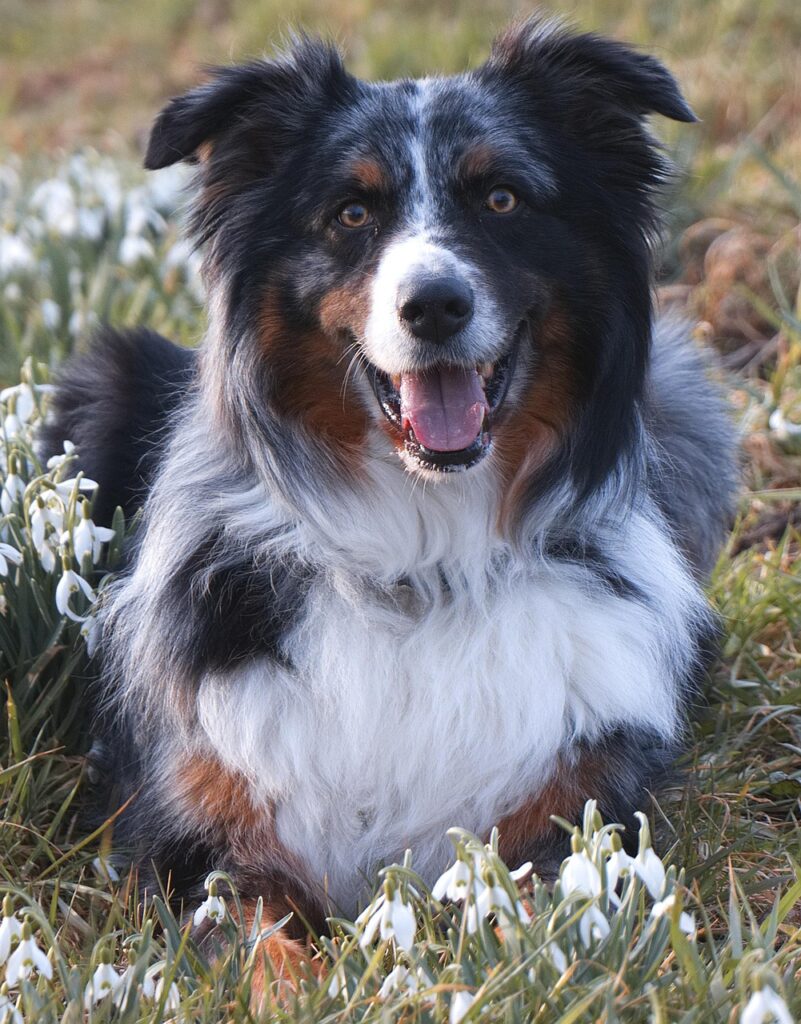 herding-dogs-guide06