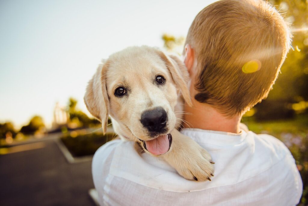 dog-training-methods06