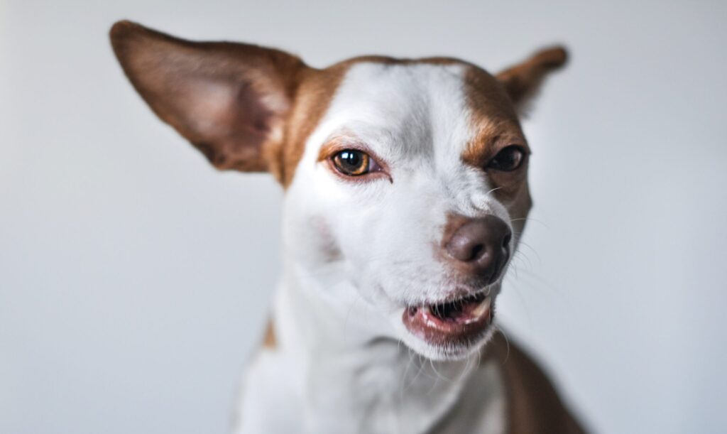 dog-training-methods04