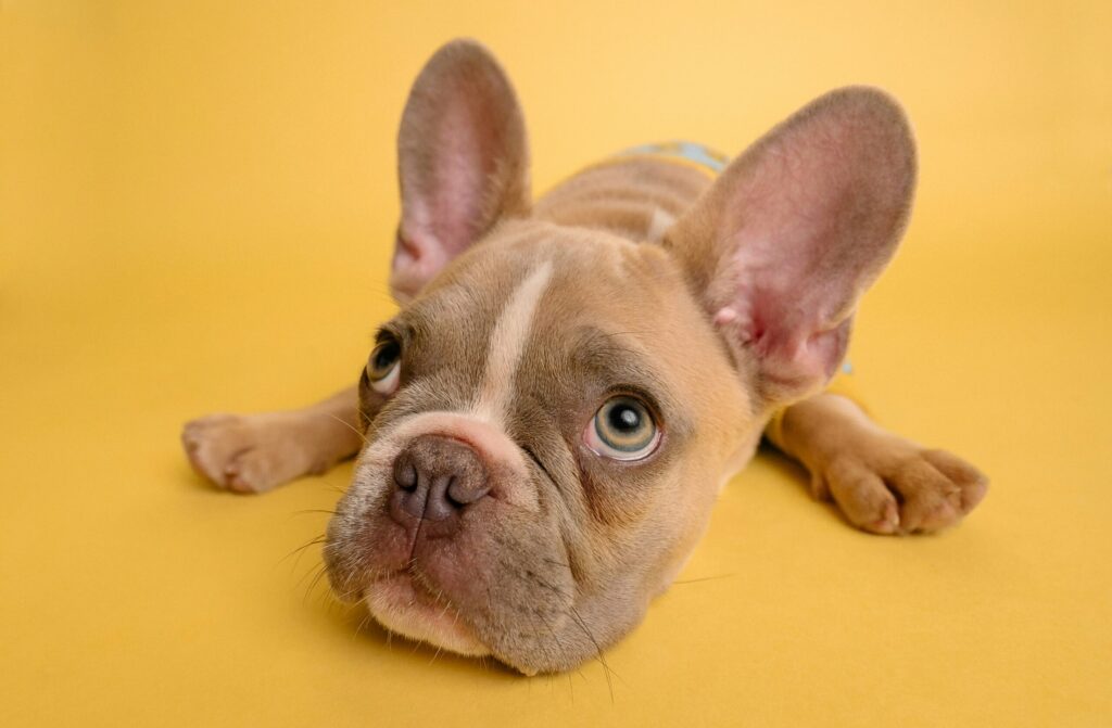 dog-training-methods01