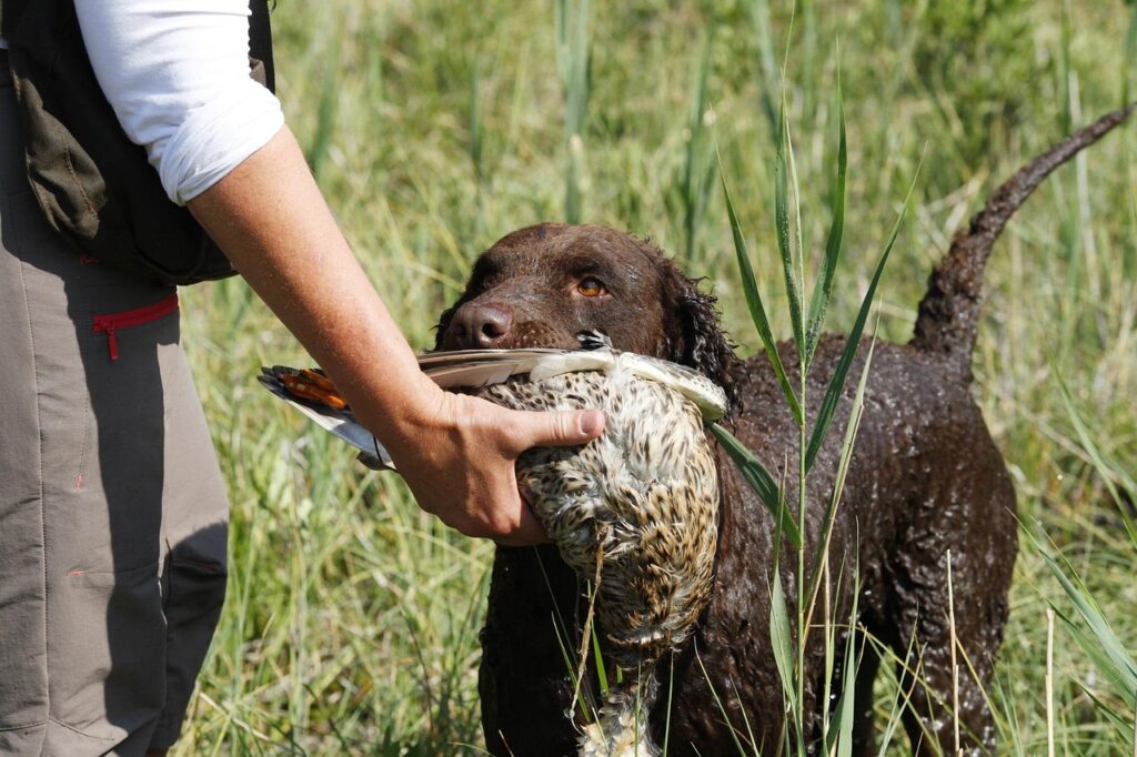 hunting-dogs-role03