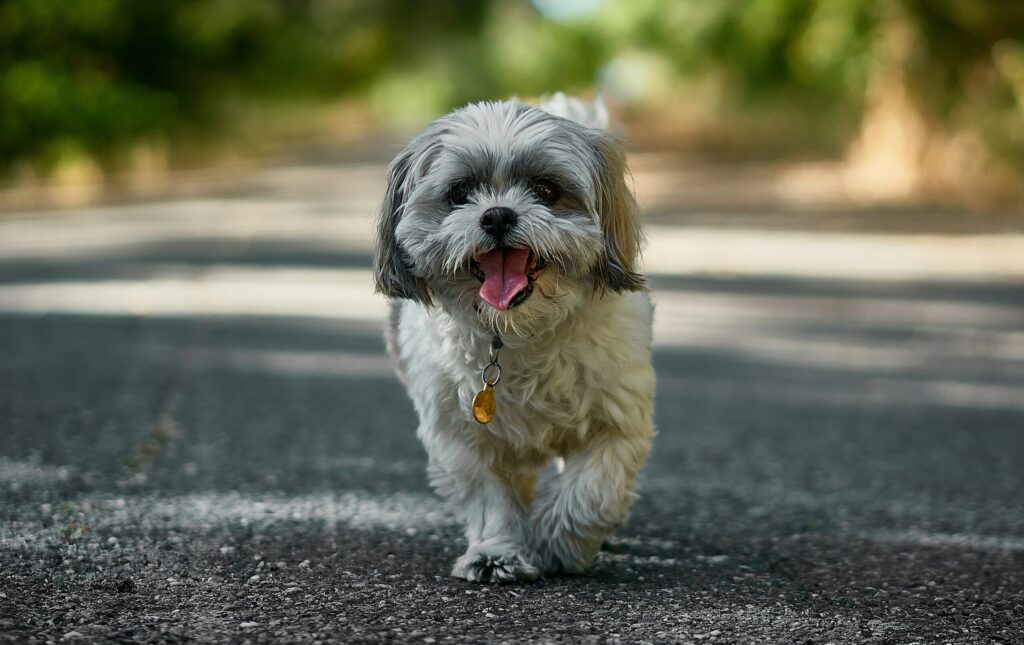 dog-training-methods05