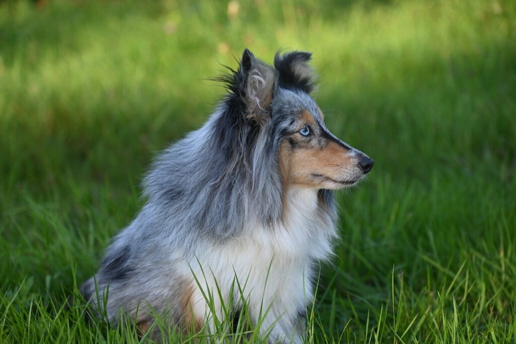 herding-dogs-guide05